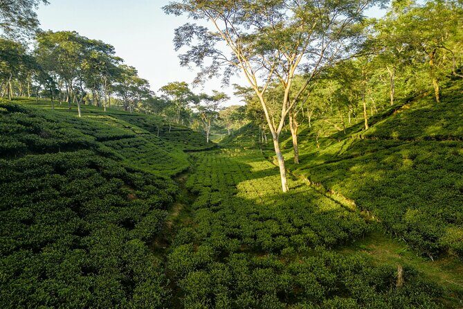 Bagdogra to Darjeeling transfer - Key Points