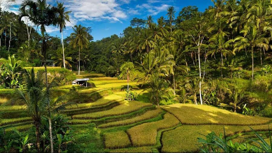 Bali: Jatiluwih Rice Terrace, Temple & Hot Springs Day Trip - Practicalities and Logistics