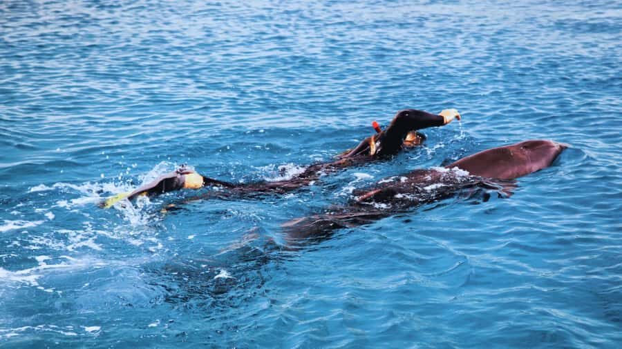 Bali/Lovina: Dolphin Snorkeling, Swimming & Waterfall Tour - Who Will Love This Tour?