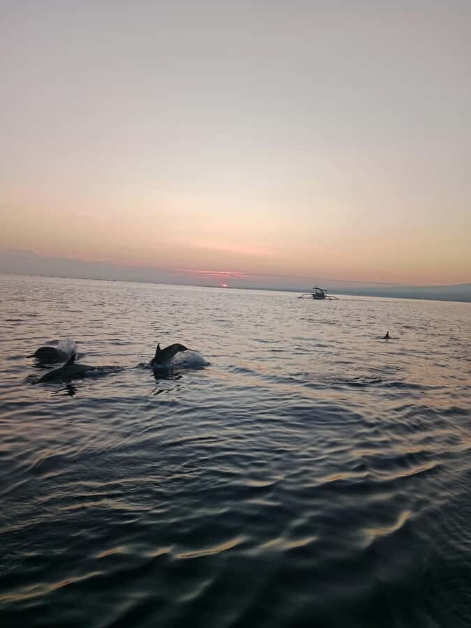 Bali: Lovina Sunrise Dolphin Watching And Snorkeling Tour - What to Expect from the Bali Lovina Dolphin Tour