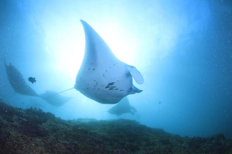 Bali/Nusa Penida: 3 Fun Dives to Manta Point, Mola & Reef - Why Youll Love This Tour