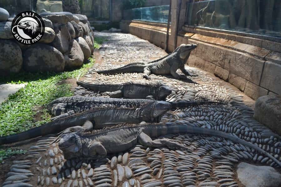 Bali Reptile Park 1-Day Admission Ticket - Overview of the Reptile Park Experience