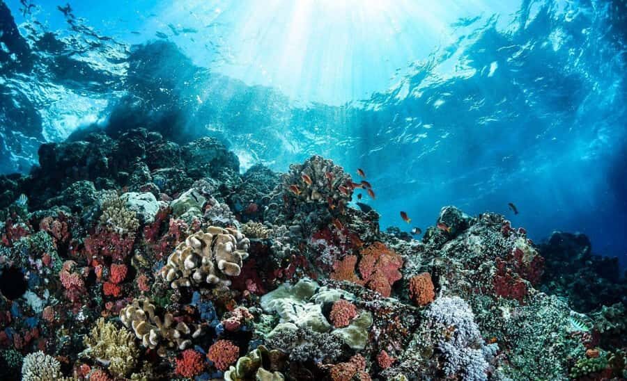 Bali Tulamben: Liberty Shipwreck Snorkeling & Kayak Day Trip - The Experience in Detail: Diving into the Underwater World