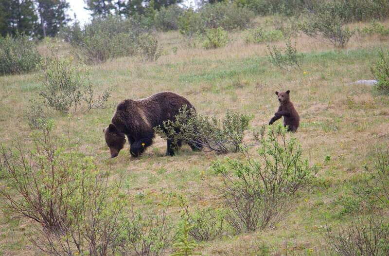 Banff: Guided Nature Walk with Bear Country Safety Tips - What the Tour Offers