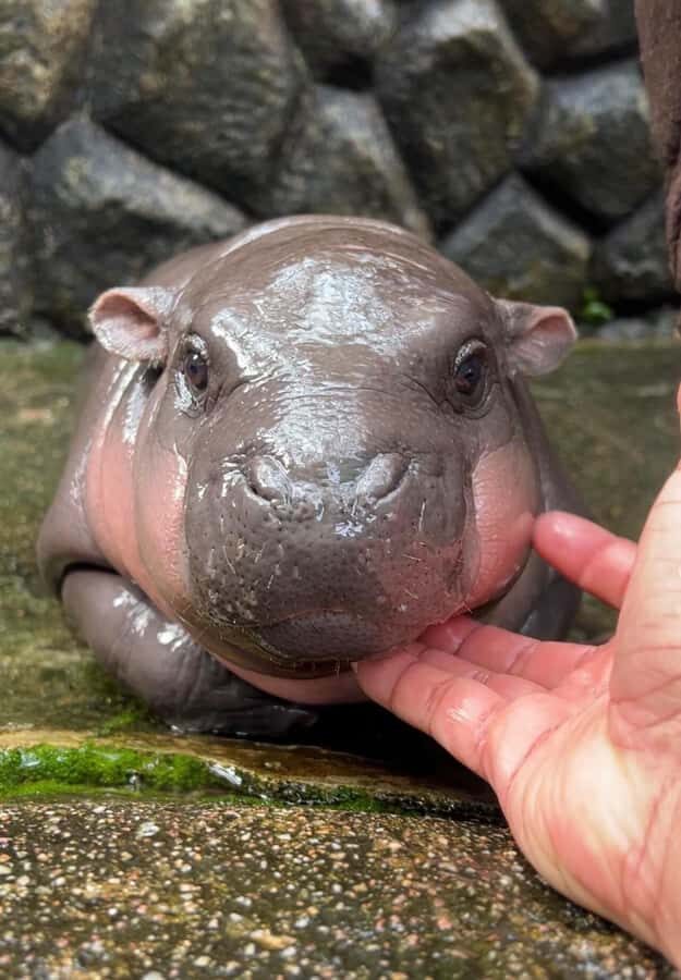 Bangkok to Moo Deng: Private Transfer To Khao Kheow Zoo - The Highlights: Moo Deng and the Zoo