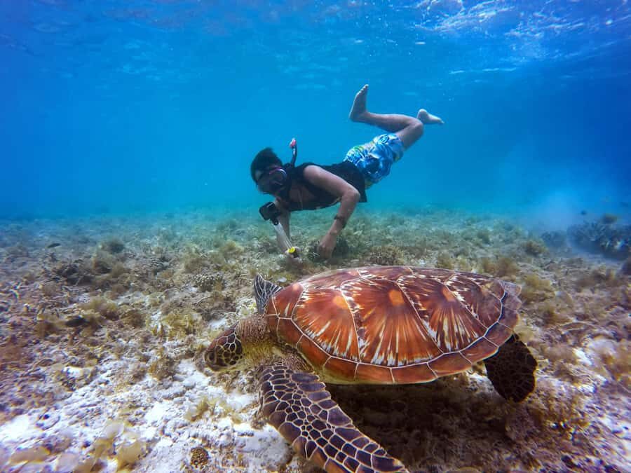 Banyuwangi: Deer and Tabuhan Island Snorkeling 12 Hours Trip - Who Is this Tour Best For?