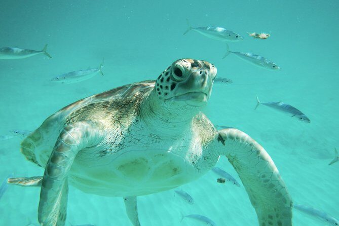 Barbados Harrison's Cave Tram Tour and Boat Cruise Snorkel Adventure - What to Expect: From Start to Finish