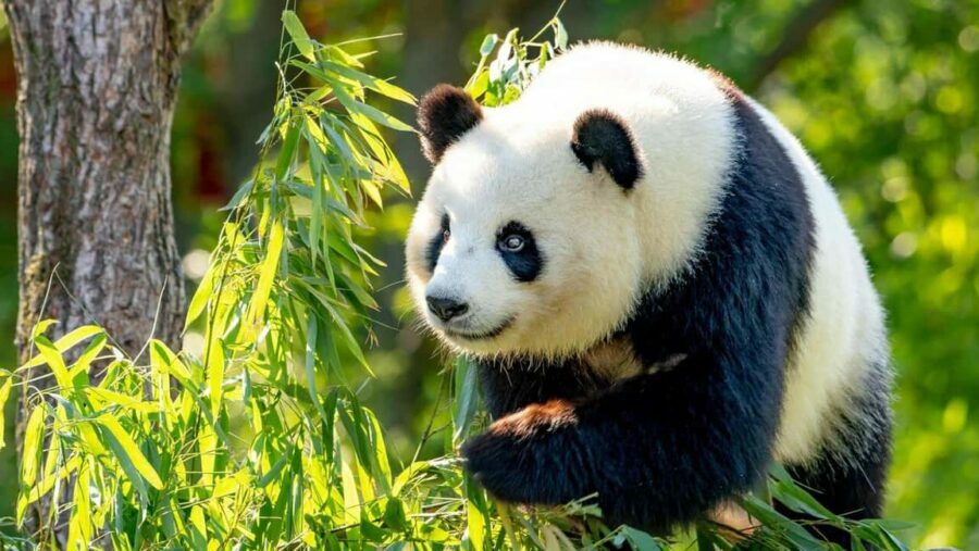 Beijing: Panda House Ticket (Zoo) October-limited Discount - Who Should Consider This Experience?