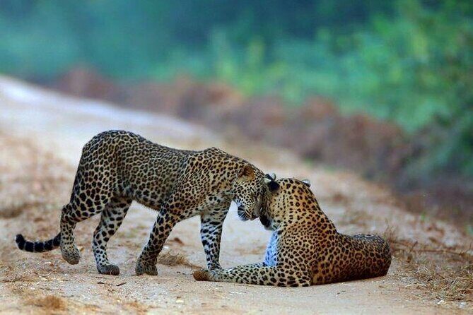 Best Value Yala Safari: Spot Leopards, Elephants & Bears (Shared) - How the Tour Operates and What It Means for You