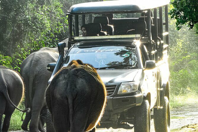 Best Yala Shared Leopard Safari: Tissamaharama Wildlife Tours - Who Is This Safari Best For?