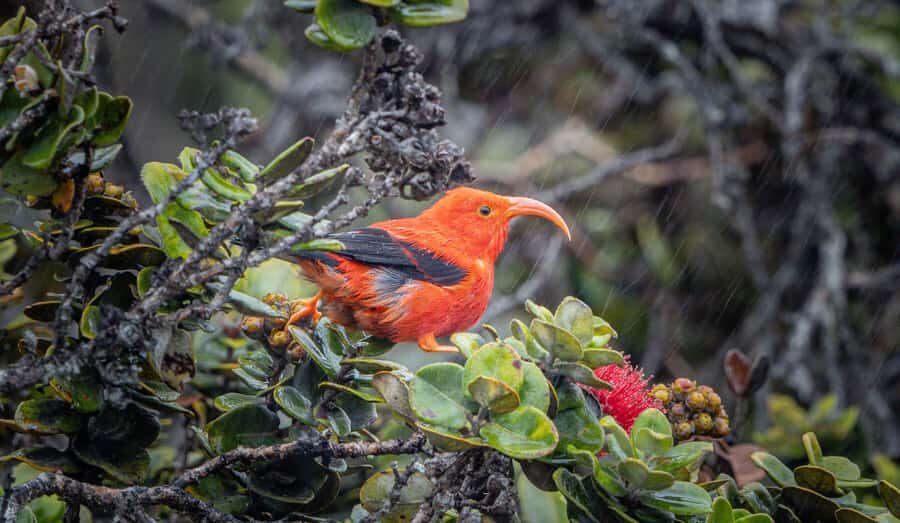 Big Island: Birdwatching Tour with Expert Guide - Practical Details and Value for Your Money