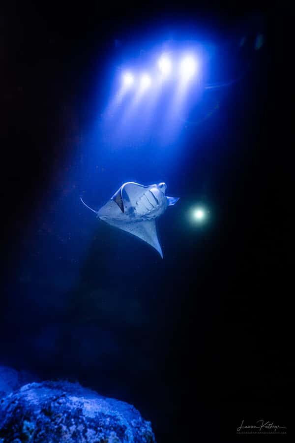 Big Island: Manta Ray Snorkel Boat Tour - What to Expect on the Tour