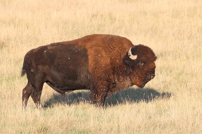 Black Hills Nature Tour Wildlife Watching and Scenic Views - What Makes This Tour Stand Out?
