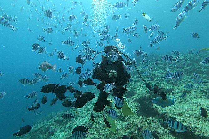 Blue Cave Area Experience Diving!Free feeding & photo images Chinese guide available!1 group with a dedicated instructor - What Makes This Tour Stand Out