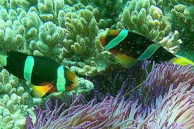 Blue Lagoon Snorkeling with Lunch and Private Transport - Authenticity and Traveler Experience