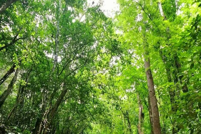 Bohol Countryside Tour to Chocolate Hills and Loboc River - Authentic Experiences and Practical Insights