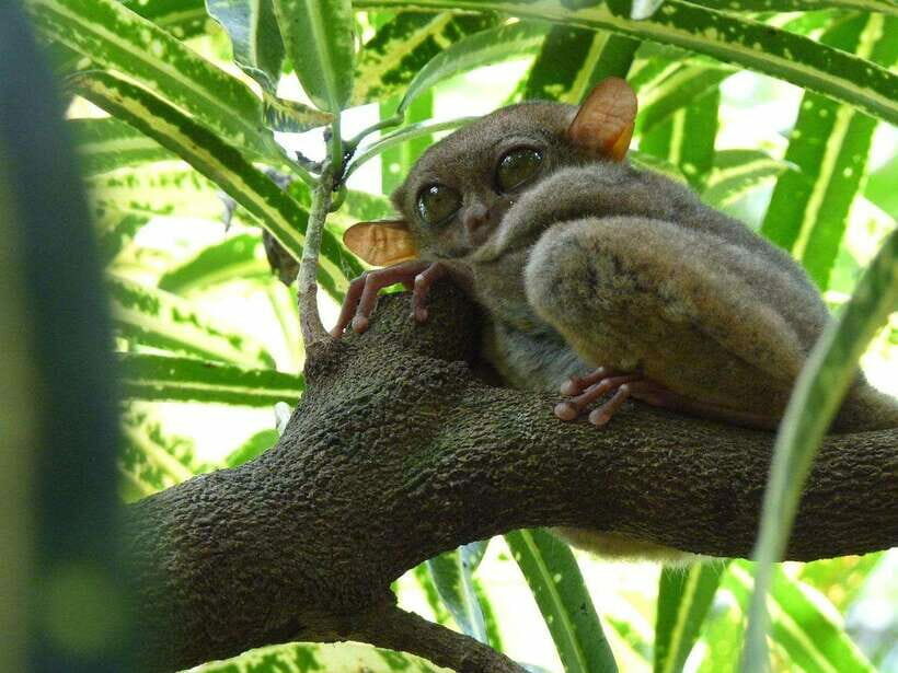 Bohol: Countryside Tour with Tarsiers and Chocolate Hills - Price and Value Considerations