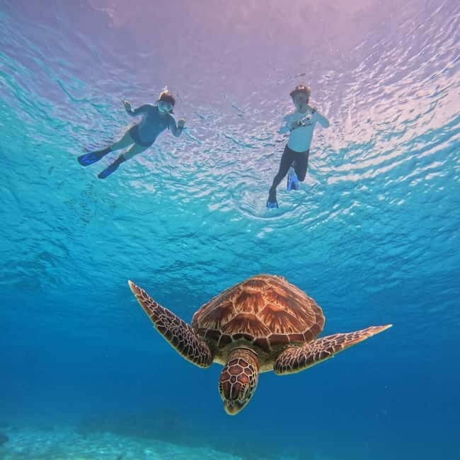 BOHOL: Dolphin Watching, Turtle Swim and Island Party - What to Expect on This Tour