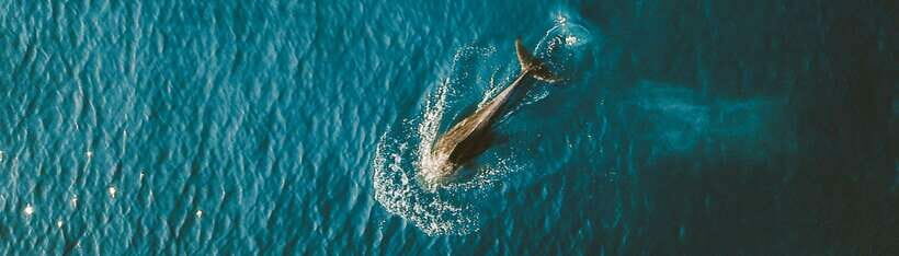 Bohol: Pamilacan Island Dolphin/Turtle Watching Tour & Lunch - Frequently Asked Questions