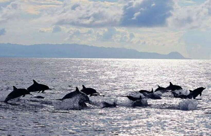 Bohol: Swim with Sea Turtles & Dolphins Island Hopping Tour - What the Reviews Say