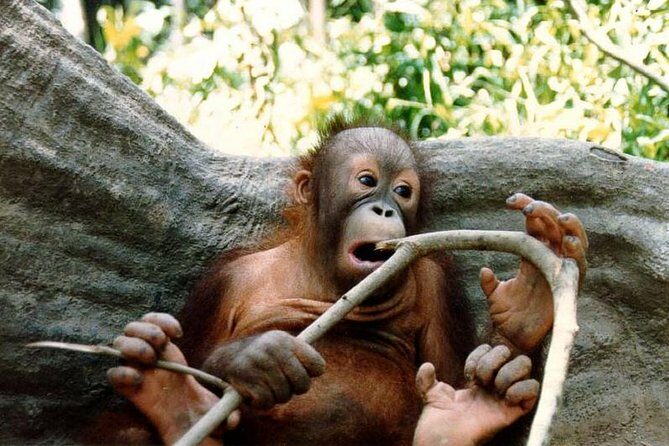 Bornean Sun Bear Conservation Centre & Sepilok Orang Utan Rehab Centre Tour - Practicalities and What to Expect