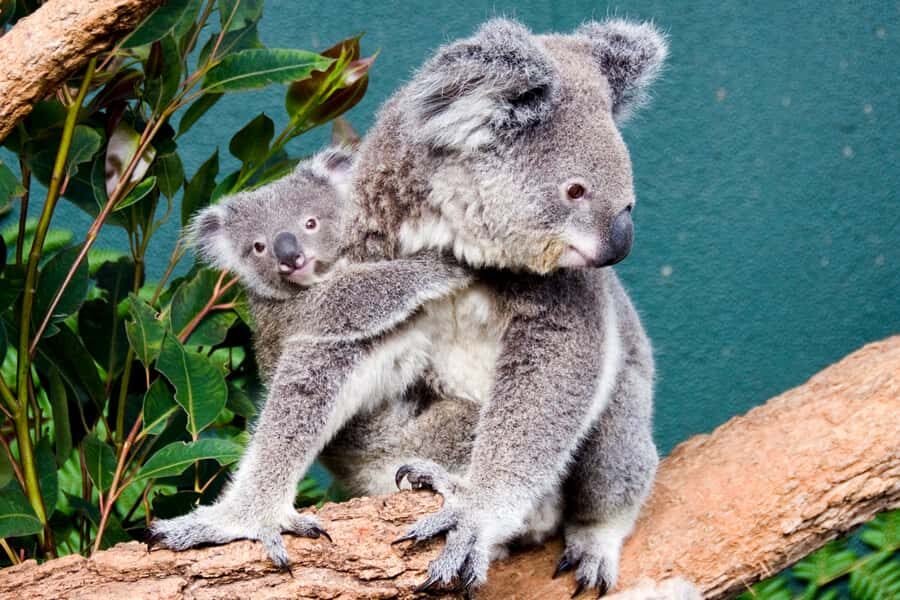 Breakfast with Koalas at WILD LIFE Zoo Darling Harbour - Practical Details and Considerations