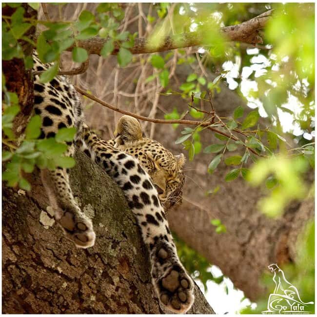 Budget Yala Safari: 1-Night Hostel Stay & Meals Included - Transport and Additional Options