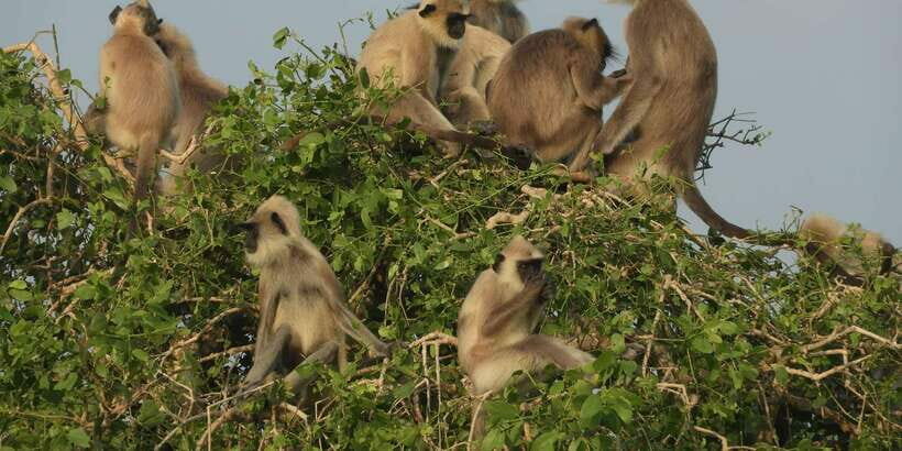Bundala National Park Safari (PRIVATE TOURS) - The Allure of Bundala National Park