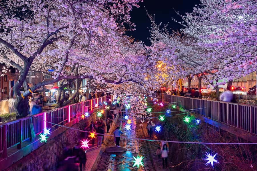 Busan: Jinhae Cherry Blossom Festival Day or Night Tour - The Heart of the Festival: Gyeonghwa Station & Yeojwacheon Stream
