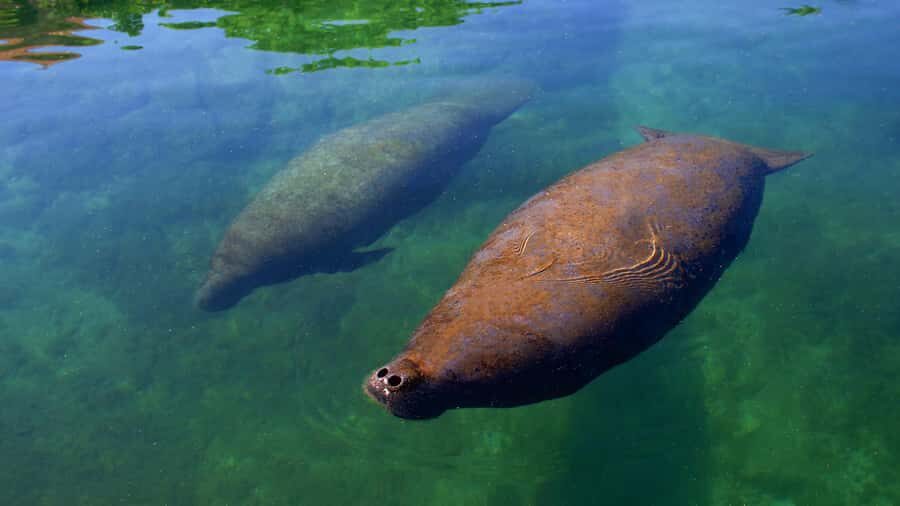 Cancun: Manatee Swimming on Isla Mujeres with Buffet Lunch - A Deep Dive into the Experience