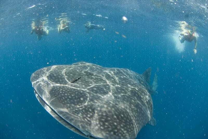 Cancún: Swim with Whale Sharks - Detailed Itinerary Breakdown