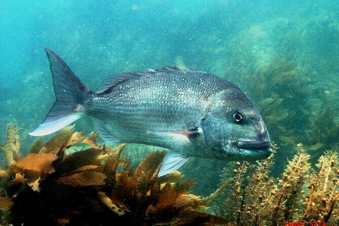 Cathedral Cove Dive & Snorkel- Marine Reserve specialised trips - The Value of This Tour