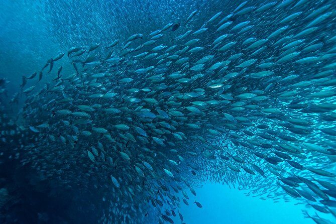 Cebu: Moalboal Sardines, Turtle Snorkeling & Kawasan Canyoneering - Frequently Asked Questions