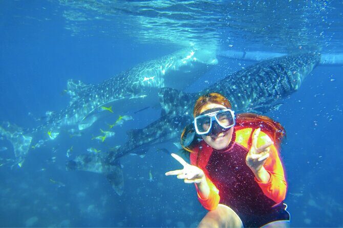 Cebu: Oslob Whale Sharks, Tumalog Falls and Sardines Snorkeling - Who Would Love This Tour?