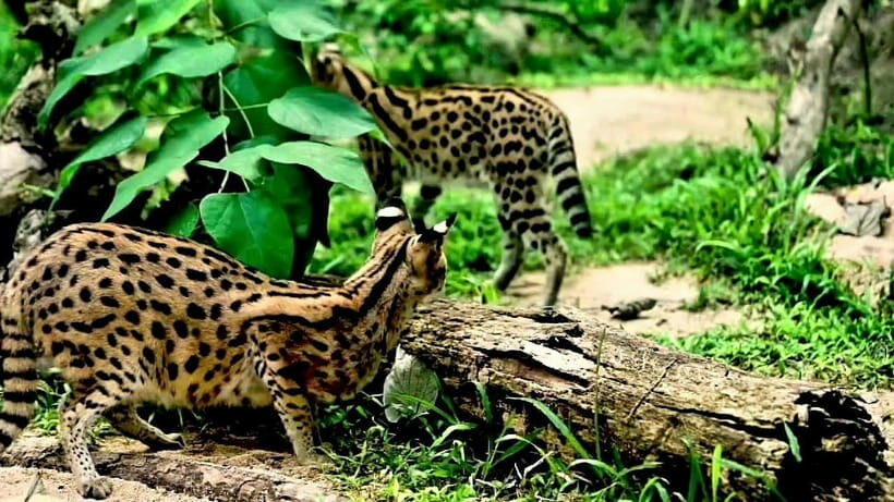 Cebu Safari & Adventure Park: Wildlife Tour with Transfers - Exploring the Itinerary: What You Can Expect