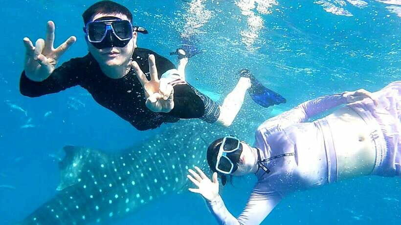 Cebu: Whale Shark Swim, Kawasan Falls & Moalboal Sardine Run - What’s Included & What to Keep in Mind