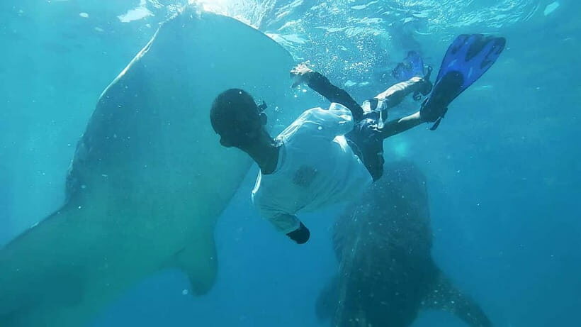 Cebu:Oslob Whale Shark Swimming & Kawasan Falls Canyoneering - What’s Included and What To Consider