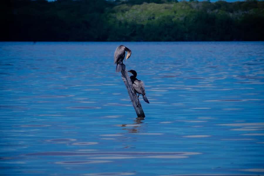 Celestún Flamingos, Beach, and Seafood Lunch Tour from Merida - The Ria Celestún Biosphere Reserve: Nature’s Living Classroom