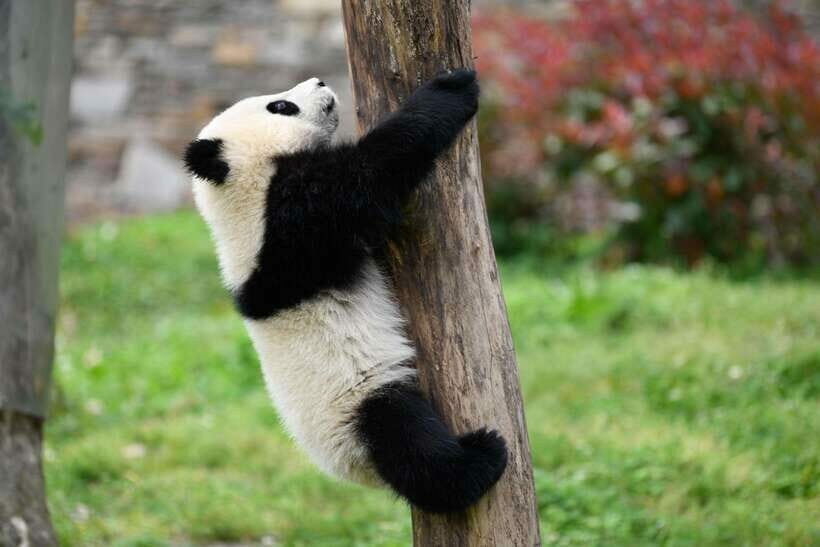 Chengdu: Private Kung Fu Panda Movie Tour with Guide - Practical Details and What It Means for Travelers