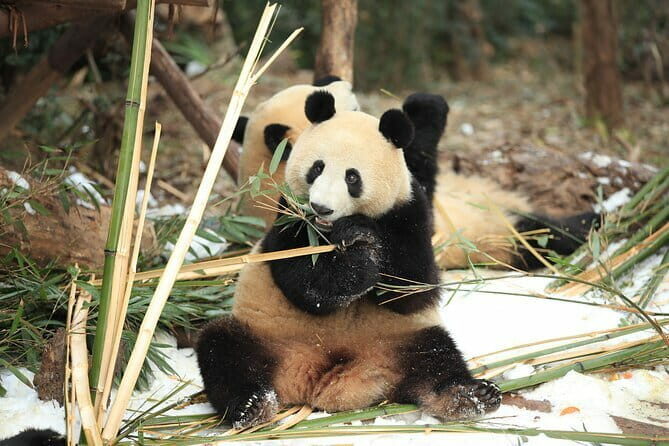 Chengdu Research Base of Giant Panda Breeding Ticket pre-booking - Overview of the Chengdu Panda Base