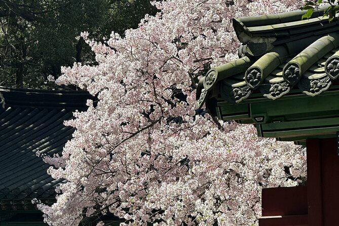 Cherry Blossom Tour in East Jeju Island & Women Divers Show - Final Thoughts