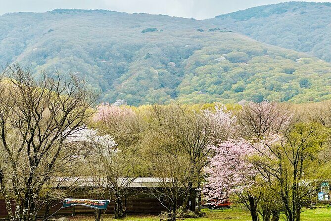 Cherry Blossom Tour in South Jeju Island & Tangerine Cafe - Tasting Jeju: Lunch in Seogwipo