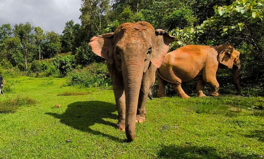 Chiang Mai: Elephant Observation & Wang River Bamboo Rafting - Detailed Breakdown of the Itinerary