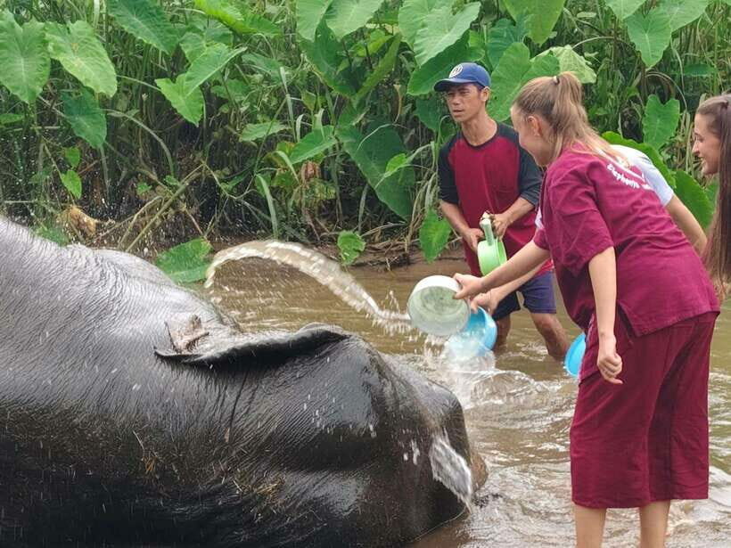 Chiang Mai: Elephants, Sticky Waterfalls, Market and Temple - The Elephant Sanctuary: Ethical and Heartwarming