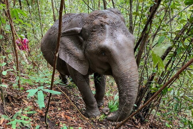 Chiang Mai Half Day Elephant Sanctuary Observation and Waterfall - A Comprehensive Look at the Chiang Mai Elephant Sanctuary Tour