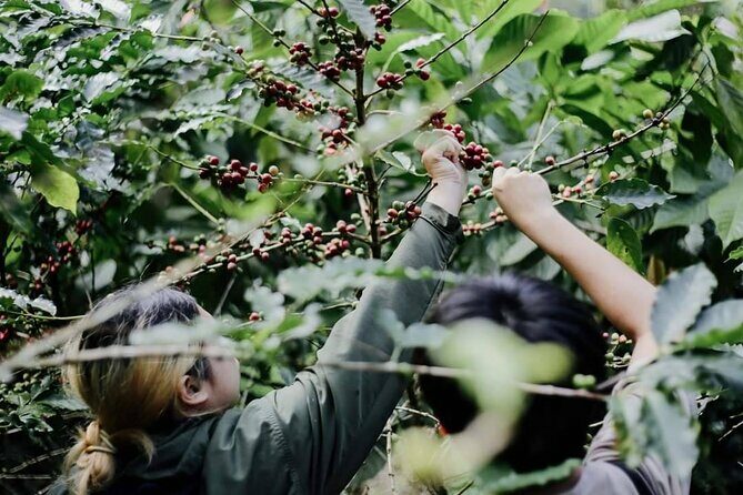 Chiangmai Coffee Farm Tour - A Detailed Look at the Chiangmai Coffee Farm Tour
