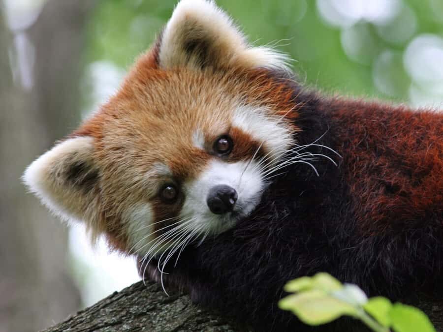 Cincinnati: Cincinnati Zoo Admission Ticket - Who Will Love This Experience?