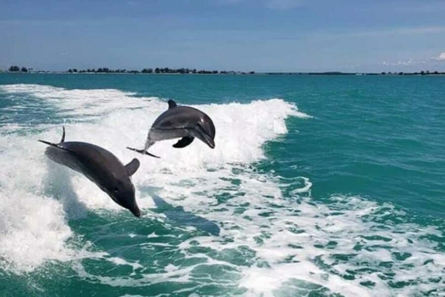 Clearwater Beach: Dolphin Excursion - Flippers Fun Boat - What to Expect During the Tour