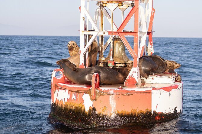 Coastal Cruise on Yacht in Santa Barbara - The Wildlife and Scenery