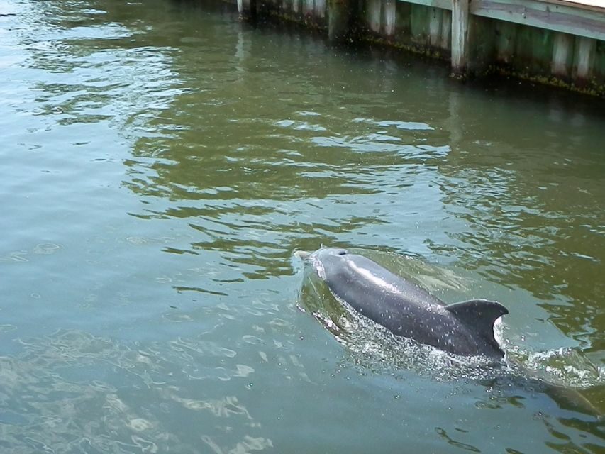 Cocoa Beach Dolphin and Wildlife Tour - Authentic Experiences and Real Reviews